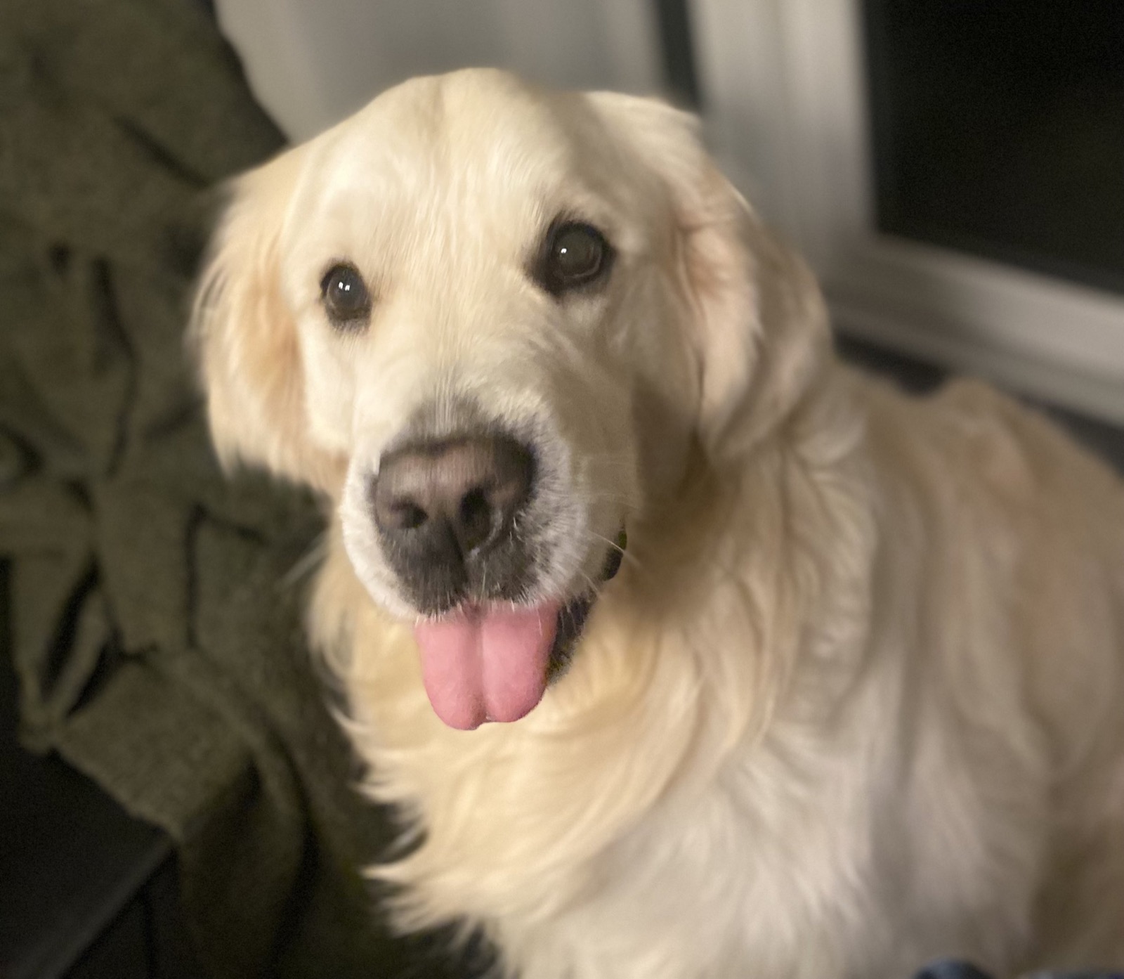 Hund på Rødgaard Camping