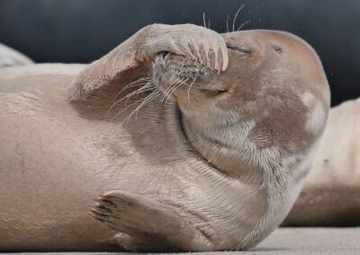 Vadehavet - Sød sæl nær Rødgaard Camping