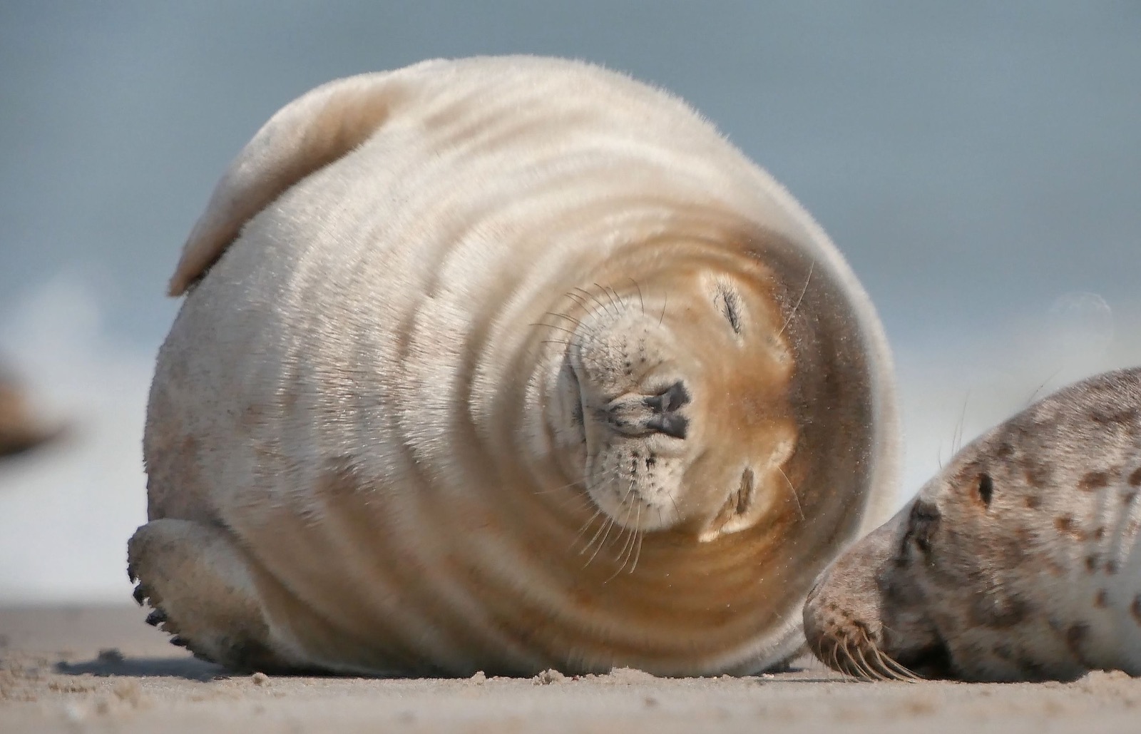Vadehavet - Sød sæl nær Rødgaard Camping 2