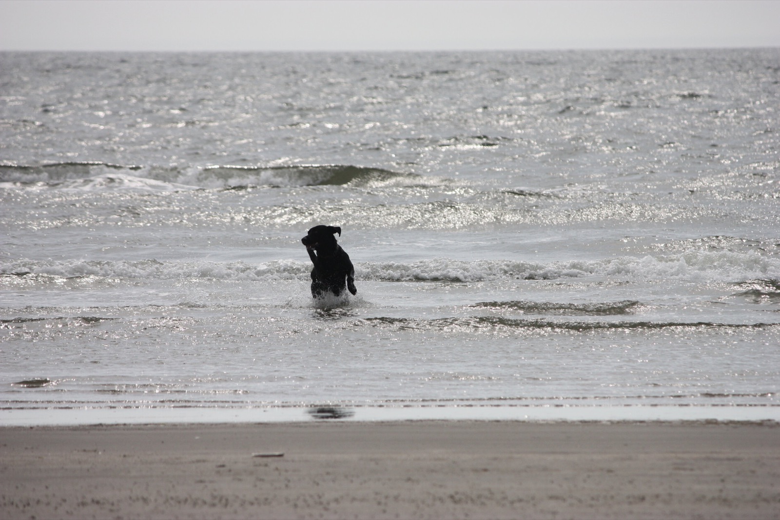 Vesterhavet - Hund bader Hund der bader i vesterhavet - hunde er velkomne på Rødgaard Camping