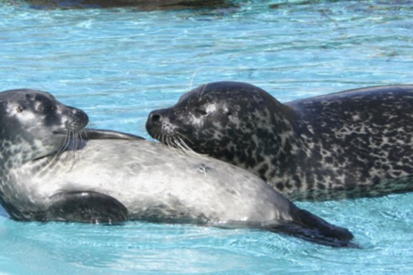lokal - fastland - Fiskeri og Søfartsmuseet - sæler